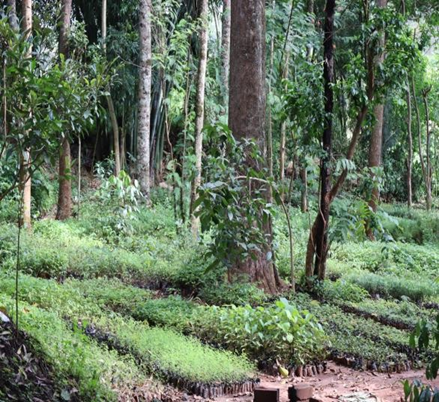 KCWCG Tree Nursery